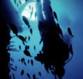 Scuba World - eAccommodation