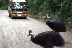 Kookaburra Tours - eAccommodation 0