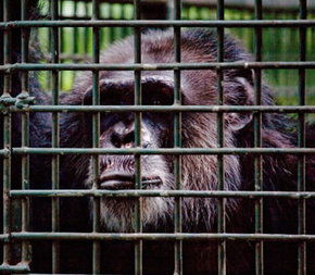 Rockhampton Zoo - eAccommodation 0
