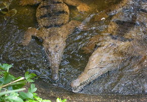Rockhampton Zoo - eAccommodation 1