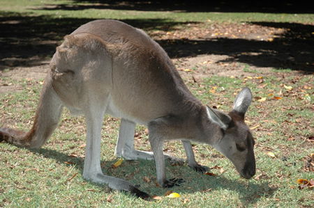 Bunbury Wildlife Park - eAccommodation 1