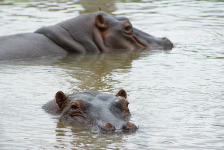 Cairns Wildlife Safari Reserve - eAccommodation 2