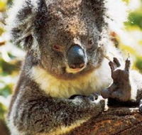 Gorge Wildlife Park - eAccommodation