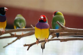Kyabram Fauna Park - eAccommodation 1