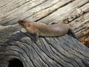 Kyabram Fauna Park - eAccommodation 2