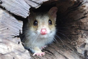 Kyabram Fauna Park - eAccommodation 3