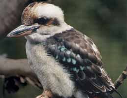 Nowra Wildlife Park - eAccommodation 2