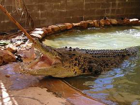 Wyndham Zoological Gardens And Crocodile Park - eAccommodation 0