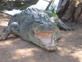 Wyndham Zoological Gardens And Crocodile Park - eAccommodation 2