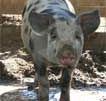 Wagga Wagga Zoo - eAccommodation