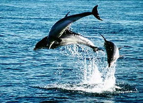 Polperro Dolphin Swims - eAccommodation 1