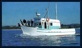 Polperro Dolphin Swims - eAccommodation 2