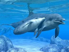 Polperro Dolphin Swims - eAccommodation 3