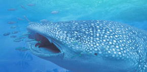 Ningaloo Blue Dive - eAccommodation 1
