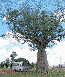 Kununurra Cruises - eAccommodation 1