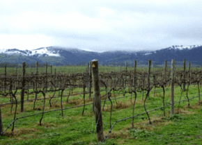 Kinloch Wines - eAccommodation
