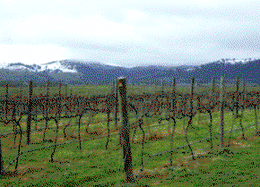 Kinloch Wines - eAccommodation 0