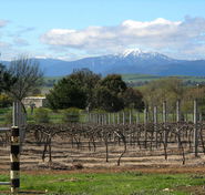 Buller View Wines - eAccommodation