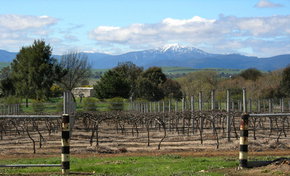 Buller View Wines - eAccommodation 0
