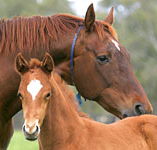 Blue Gum Farm - eAccommodation