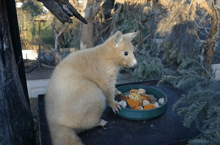 Caversham Wildlife Park - eAccommodation 1