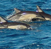 Dolphin Swim Australia - eAccommodation