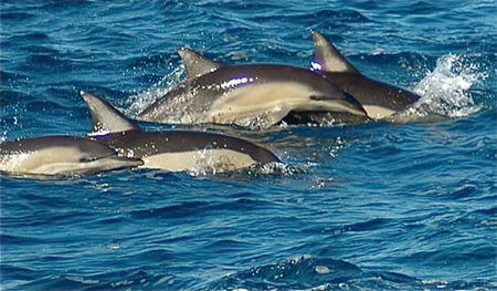 Dolphin Swim Australia - eAccommodation 0