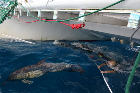 Dolphin Swim Australia - eAccommodation 1