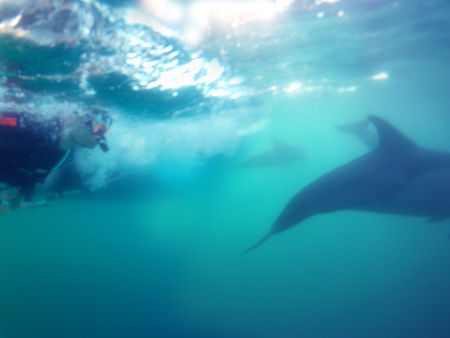 Dolphin Swim Australia - eAccommodation 2