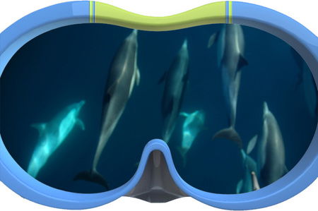 Dolphin Swim Australia - eAccommodation 3
