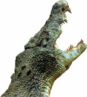 Crocodylus Park - eAccommodation 3