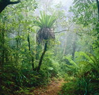 Lamington National Park and OReillys - eAccommodation