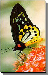 Daintree Rainforest River Trains - eAccommodation 2