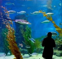 Melbourne Aquarium - eAccommodation