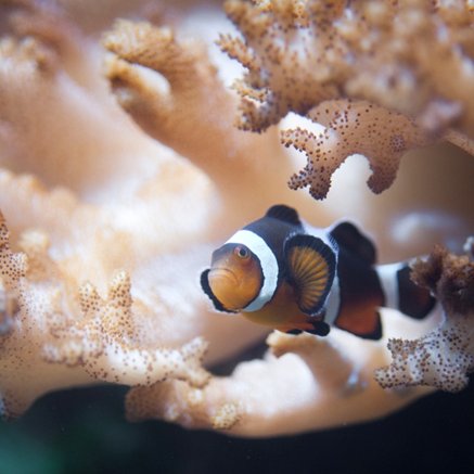 Melbourne Aquarium - eAccommodation 2