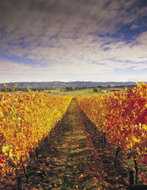 Book South Melbourne VIC Attractions eAccommodation eAccommodation