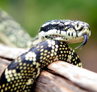 Reptile Encounters - eAccommodation