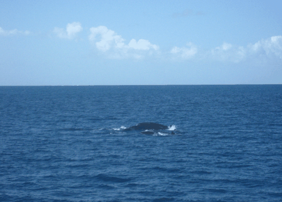 Carlo Fishing Charters - eAccommodation 1