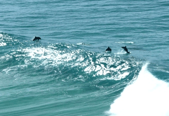 Beach Trekkers North Stradbroke Island - eAccommodation 2