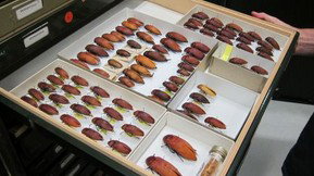 Western Australian Museum - eAccommodation 1