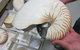 Western Australian Museum - thumb 3