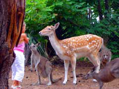 Birdland Animal Park - eAccommodation 4