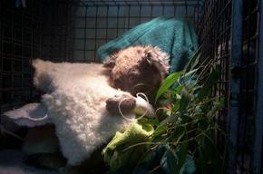 Jirrahlinga Koala & Wildlife Sanctuary - eAccommodation 3