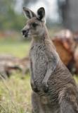 Jirrahlinga Koala & Wildlife Sanctuary - eAccommodation 4