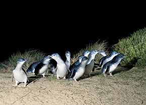 Phillip Island Penguin Parade - eAccommodation 3