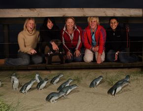 Phillip Island Penguin Parade - eAccommodation 4