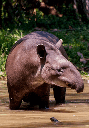 Alma Park Zoo - eAccommodation 4