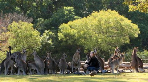 Lone Pine Koala Sanctuary - eAccommodation 1