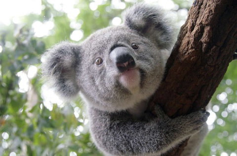 Lone Pine Koala Sanctuary - eAccommodation 3