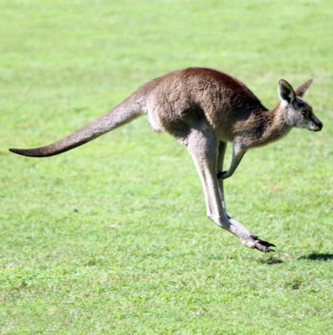 Lone Pine Koala Sanctuary - eAccommodation 4